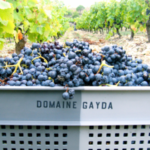 Domaine Gayda (11)